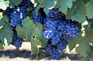 vineyards of the 
                               
 
 
 
 
 
  Loir  valley